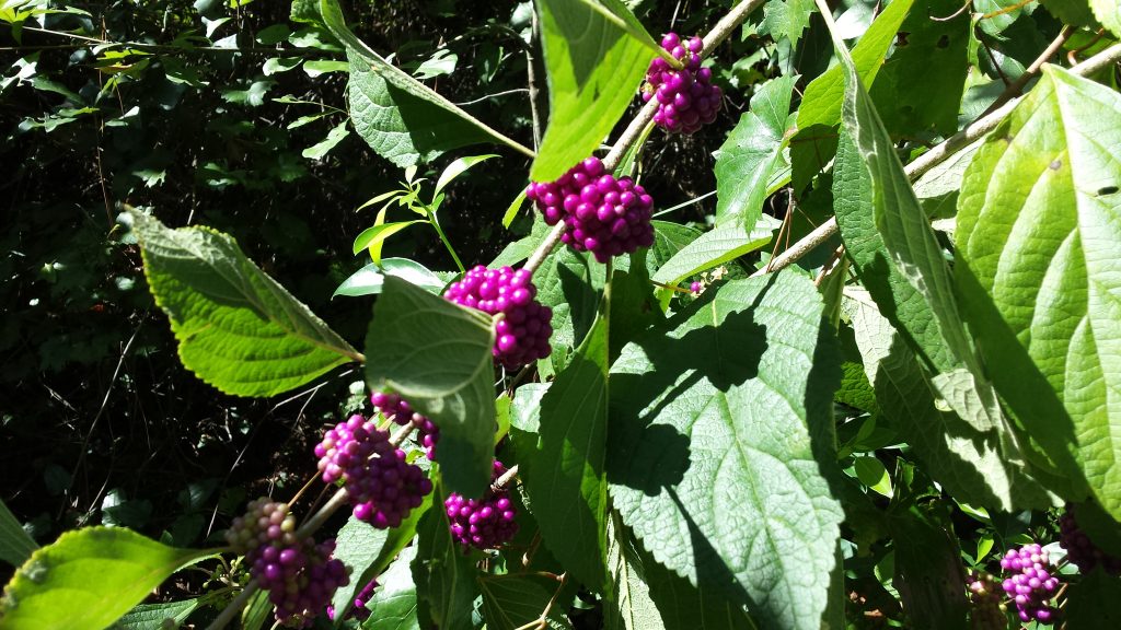 bright purple beauty berries with green leaves outside in the wild 