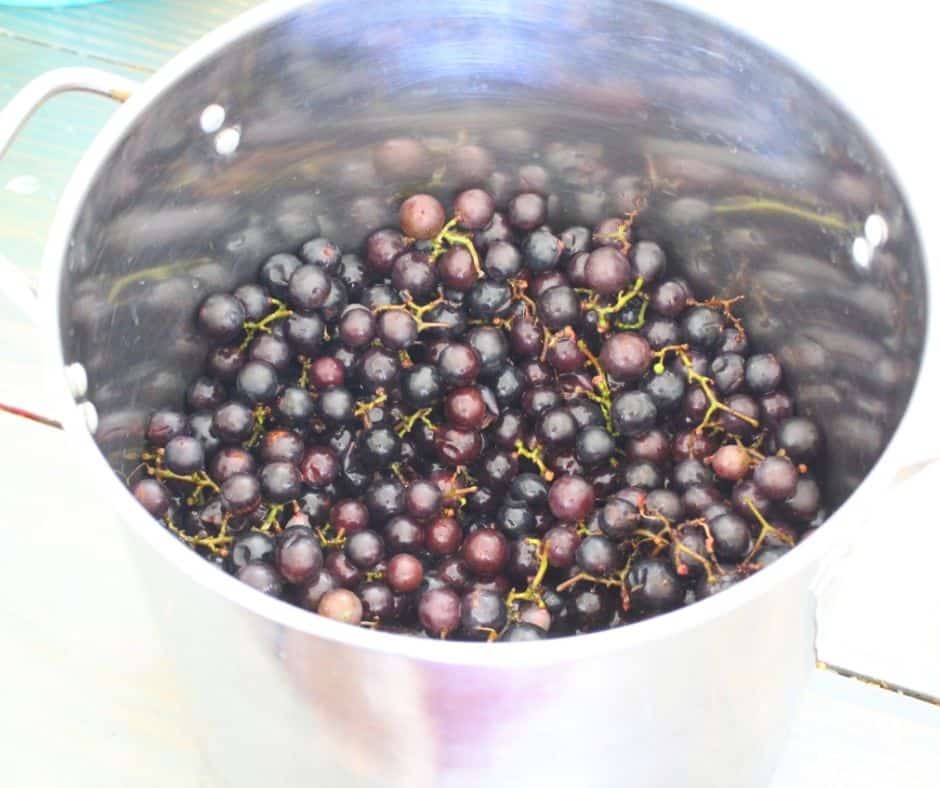 mustang grapes in a pot ready to be made into mustang grape jelly