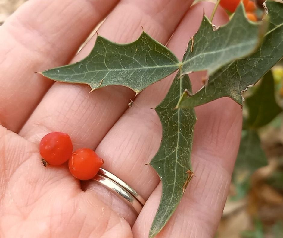 two agarita berries in a hand, next to agarita berry leaves