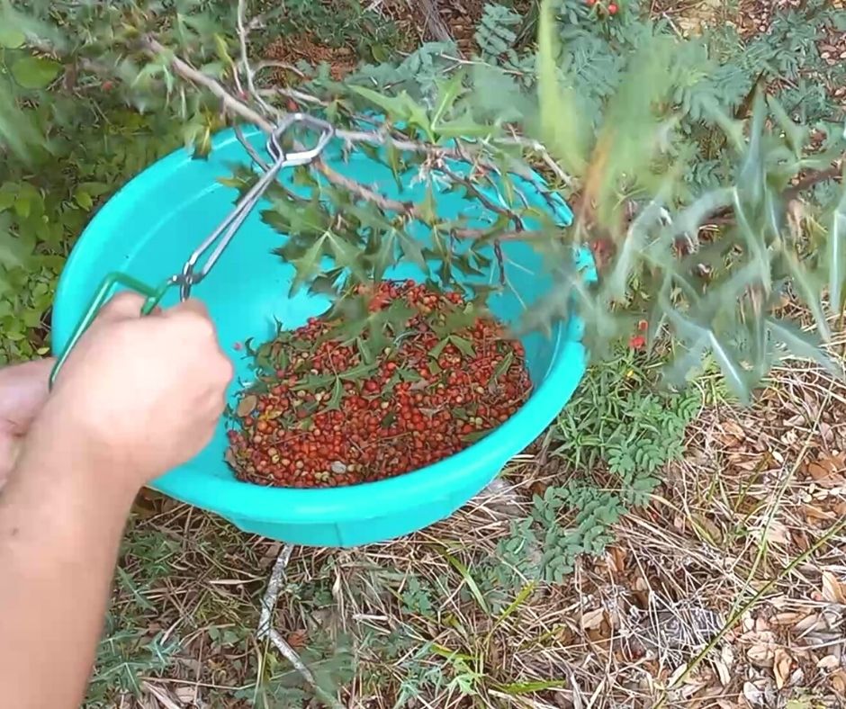 using tongs to hit agarita berries into a large blue bowl