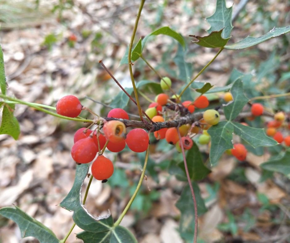 close up agarita berries on the bush 