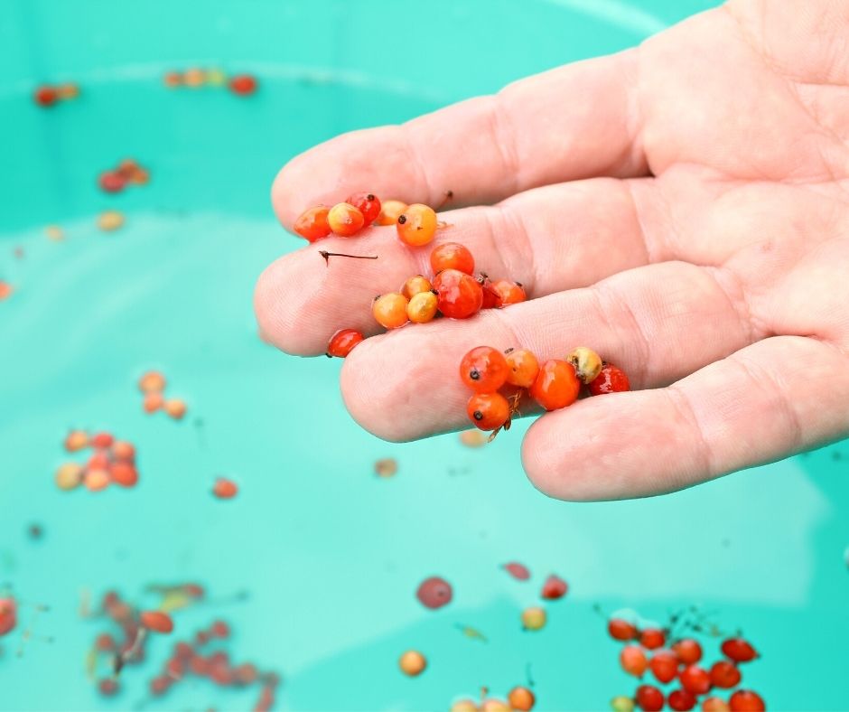 agarita berries in a hand over water