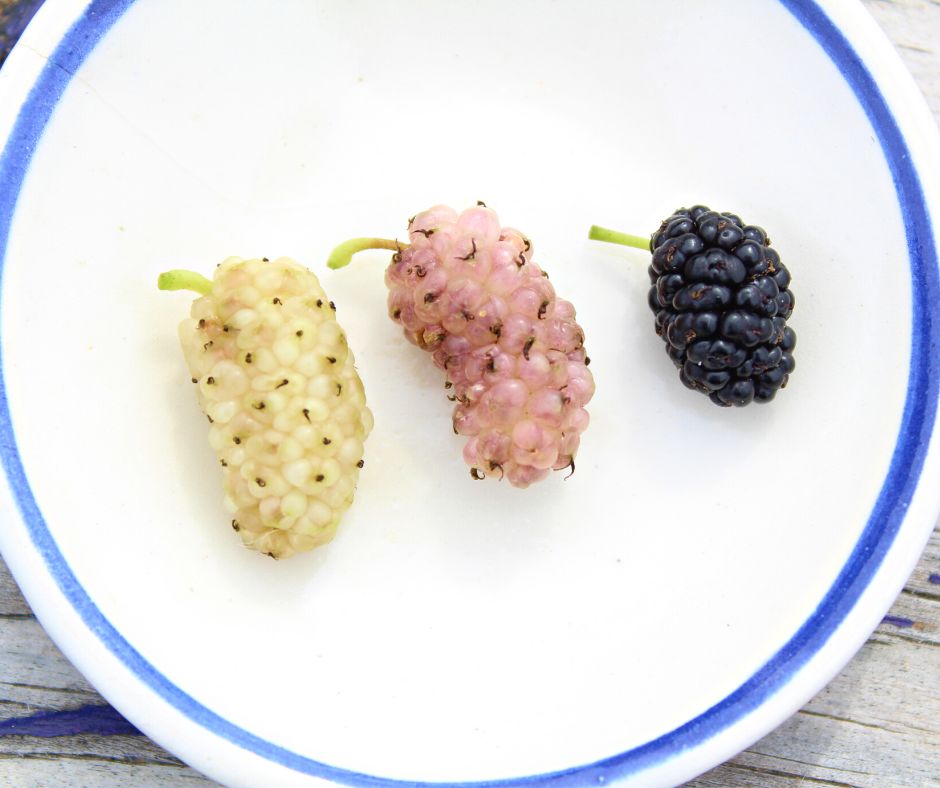 three shades on mulberries on a plate, cream, pink, and black