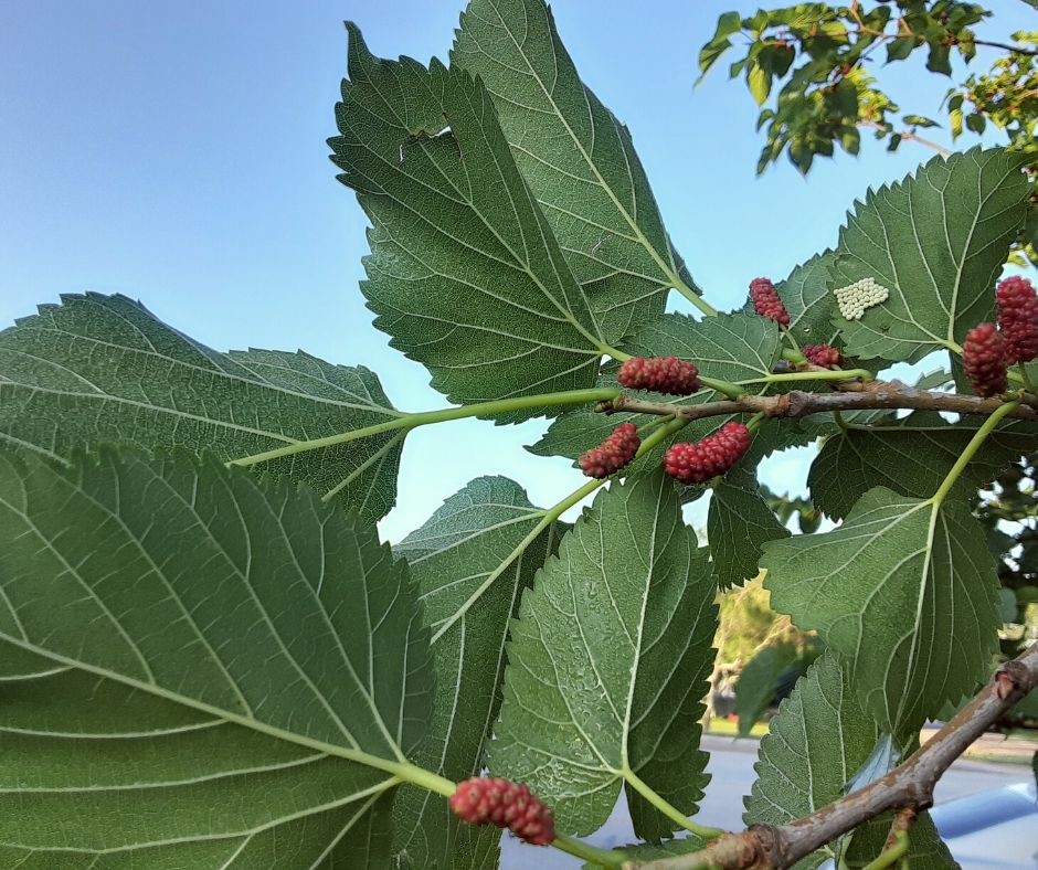 unripe mulberries still on the tree