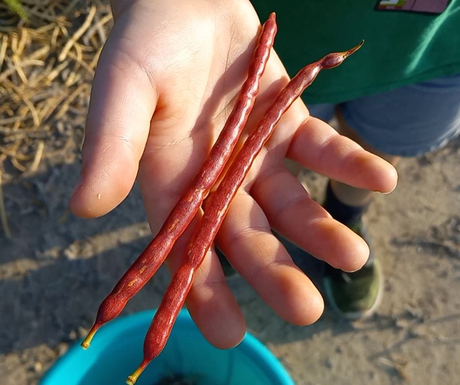 red mesquite beans