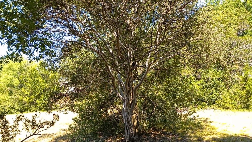 a Texas Persimmon tree with multiple trunks