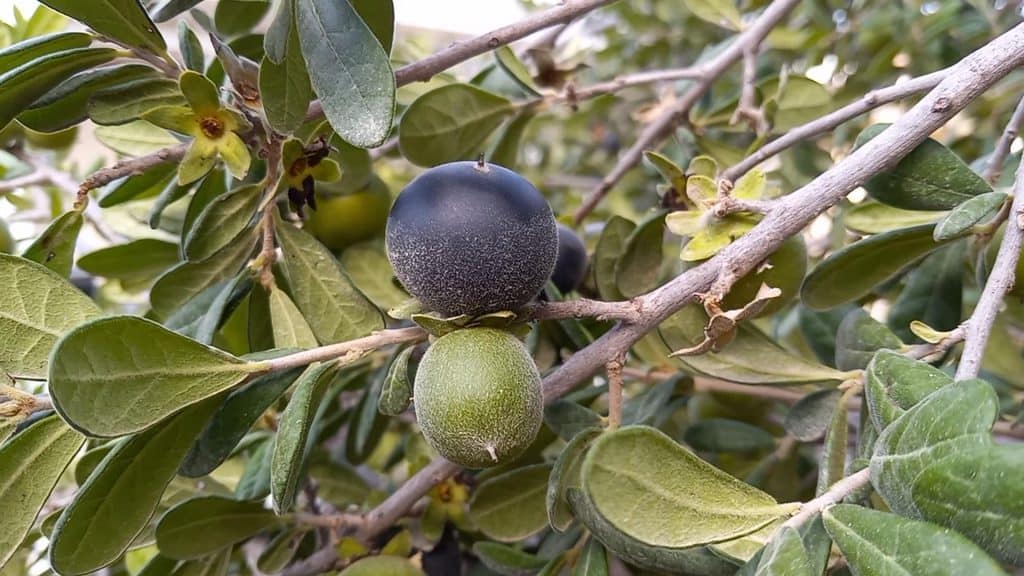 one black Texas persimmon and one green Texas persimmon on the tree 