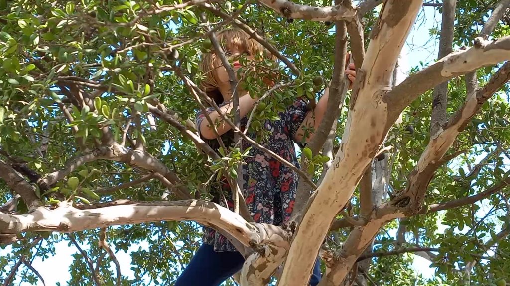 a girl climbing a Texas Persimmon tree